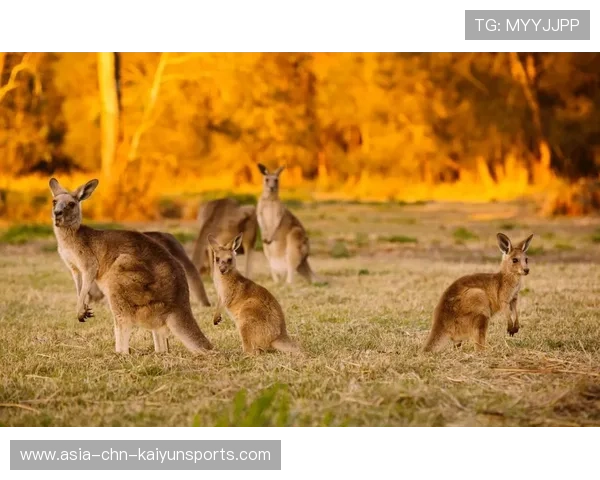 澳大利亚袋鼠队:国际赛再添金,实力强大,澳大利亚 袋鼠 你只关心 澳大利亚袋鼠队:国际赛再添金,实力强大,澳大利亚 袋鼠 你只关心